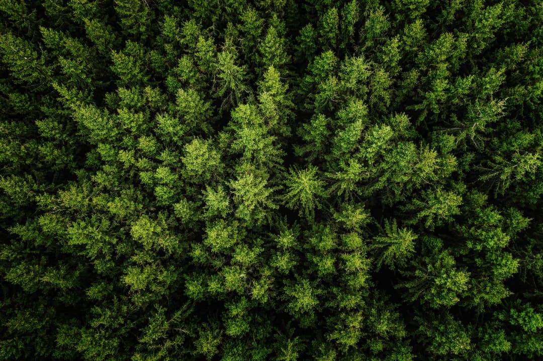 Tick Borne Encephalitis Vaccine image